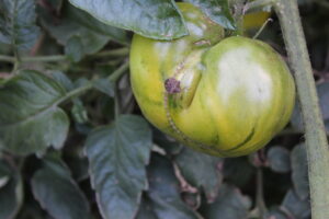 Figure 7a. One-spotted stink bug on tomato.