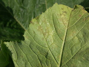 Figure 3. Under moist conditions, dark spores may be observed on the underside of pumpkin leaves.