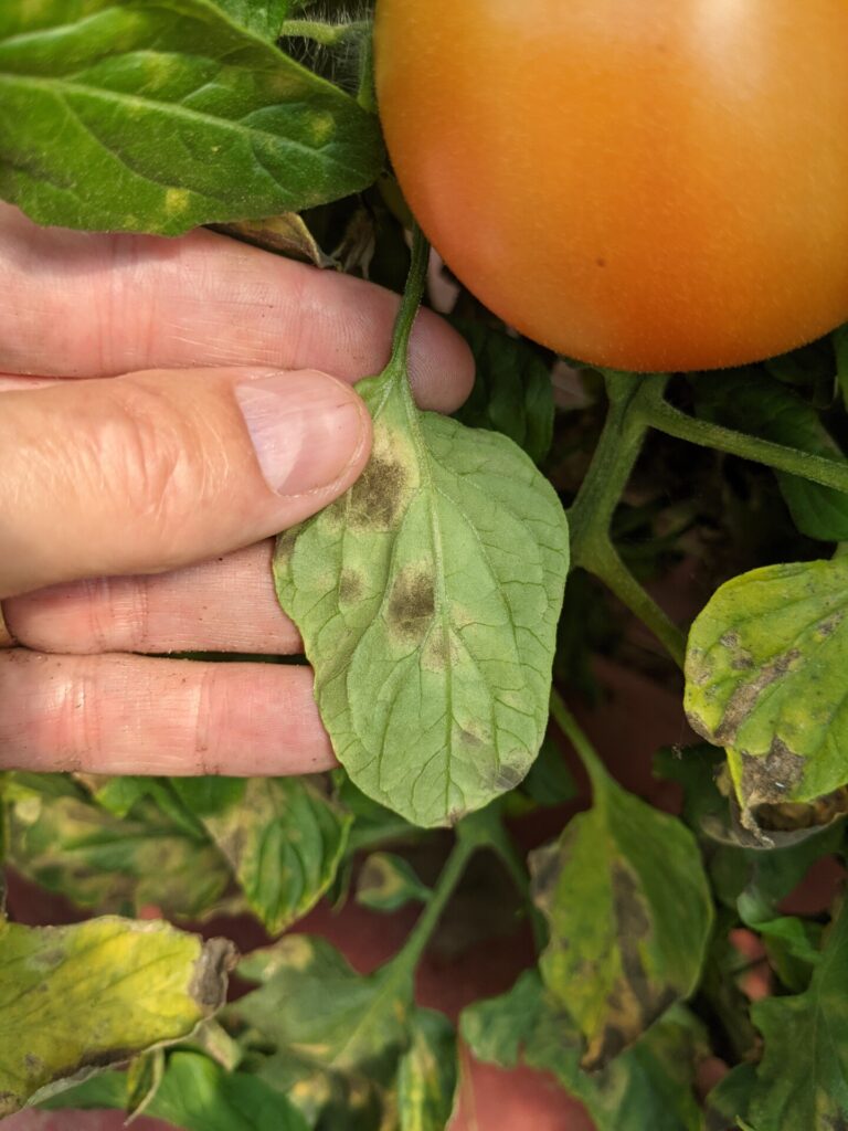 Tomato Leaf Mold Diseases Purdue University Vegetable Crops Hotline