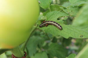 Figure 6a. Yellow striped armyworm feeding in a tomato.