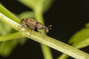 Adult carrot weevil. Photo by John Obermeyer,