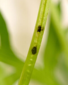  Carrot weevil egg scars on a parsley stem. Photo by Steve Upperman.