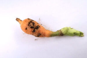 Characteristic damage by carrot weevil larvae on carrot root. (Photo credit: Steve Upperman)