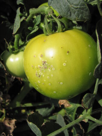 Bacterial Canker of Tomato | Purdue University Vegetable Crops Hotline