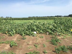 Lodged sweet corn in conventionally-tilled plot.
