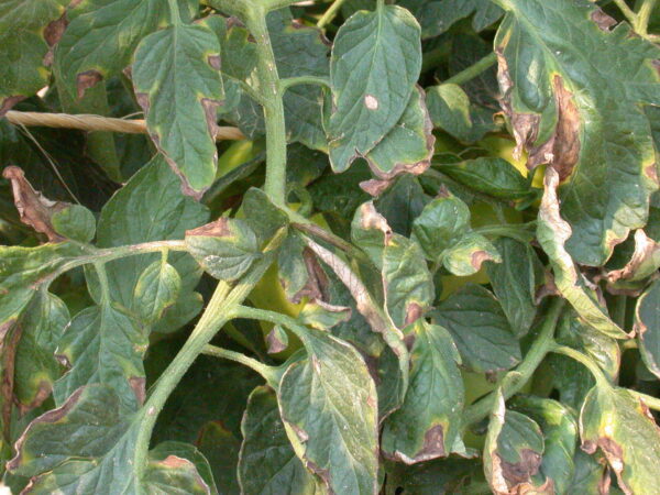 Bacterial Canker of Tomato | Purdue University Vegetable Crops Hotline