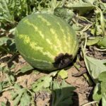 Figure 1. Blossom-end rot on watermelon.