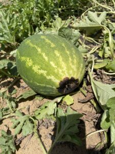 Figure 1. Blossom-end rot on watermelon. 