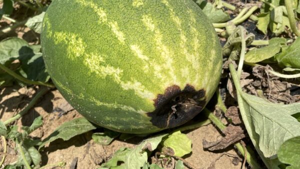 Collaboration between Purdue University and Michigan State University to Improve Irrigation Management in Indiana Watermelon Production  