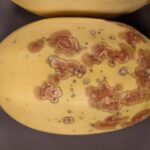 two diseases of squash