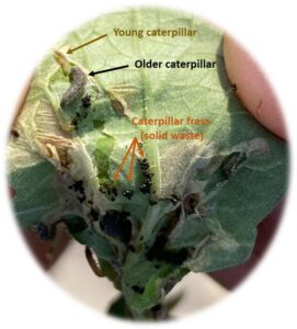 Figure 2. Signs and symptoms of tomato pinworm damage on tomato leaves. Note presence of blotch-like leaf mines, caterpillar frass (poo), and both young and old caterpillars on the same leaf (designated by arrows).