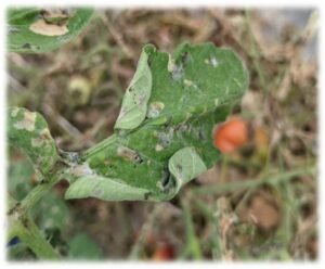 Figure 3. A tomato leaf with edges that have been folded/tied by mature tomato pinworm caterpillars.