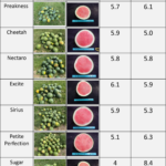 Mini seedless watermelon varieties evaluated at the Southwest Purdue Agriculture Center in 2021