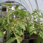 These tomato plants are exhibiting epinasty or a downward growth of the leaves in response to ethylene produced from a malfunctioning heater in a greenhouse.