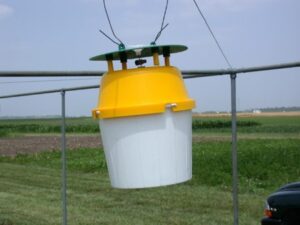 Bucket trap used to monitor squash vine borers.