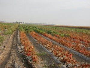 Figure 1. The pepper plants in the foreground have wilted and died from infection from Phytophthora blight. This disease tends to concentrate in low areas of the field where water stands
