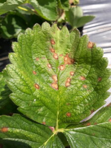 A leaf spot caused by Neopestalotiopsis sp., a new strawberry disease to Indiana.