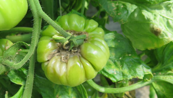 Foliar Diseases of Tomato in Greenhouses  