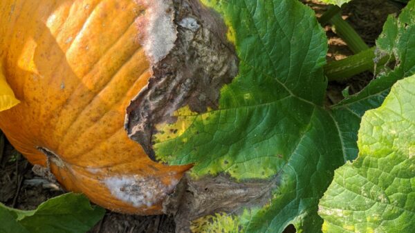 A Brief Primer on Disease Management of Pumpkin | Purdue University  Vegetable Crops Hotline