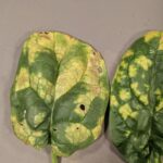 Figure 1: Downy mildew of spinach can cause bright yellow lesions with irregular margins.