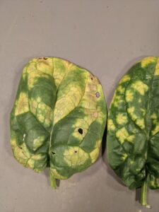 Downy mildew of spinach can cause bright yellow lesions with irregular margins.