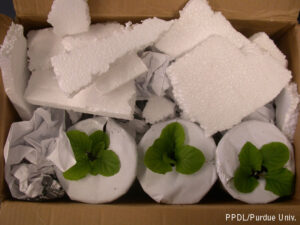 Packaging of plants in pots.