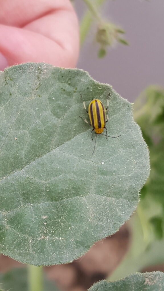 Striped Cucumber Beetles: A New Guide Reviews Management Options for Vexing  Cucurbit Pests