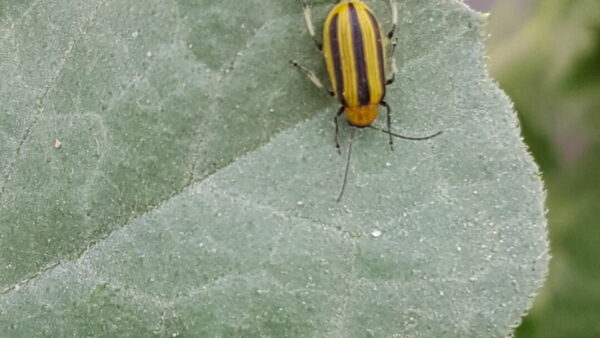 Early Cucumber Beetle Management  