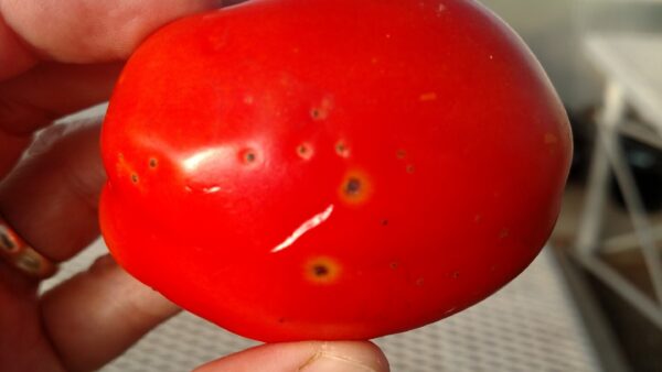 Bacterial Speck of Tomato | Purdue University Vegetable Crops Hotline