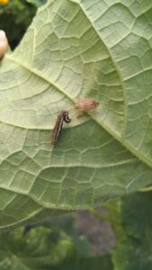 Figure 2. The spined soldier bug preying on an armyworm caterpillar. 