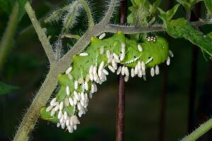 Figure 3. A caterpillar that has been parasitized by the wasp Cotesia congregata. Photo by J. Obermeyer