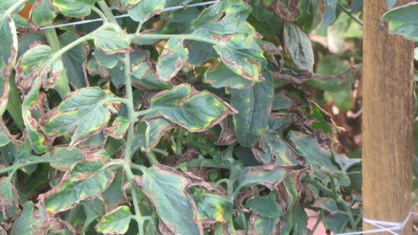 Tomato Bacterial Diseases — Bacterial Canker  