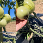 Figure 1. Tomato blossom end rot symptoms on the unirrigated bed at SWPAC. The initial symptom is light green at the blossom end with tissues staying firm.