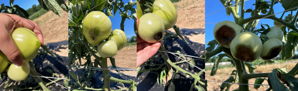 Figure 1. Tomato blossom end rot symptoms on the unirrigated bed at SWPAC. The initial symptom is light green at the blossom end with tissues staying firm. 