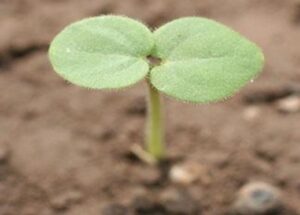  Velvetleaf seedling with heart-shaped and hairy seed leaves. (Photo by University of Missouri)