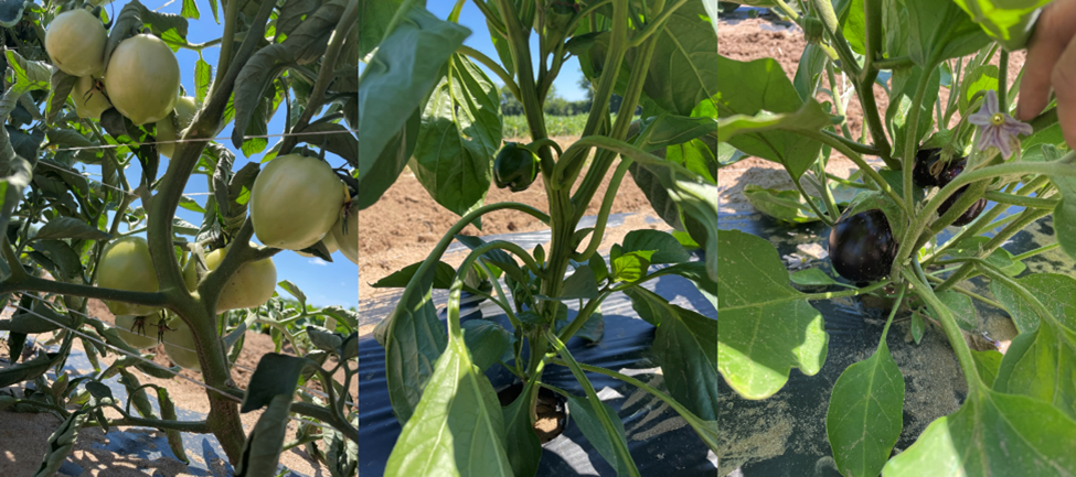 Figure 2. Crop stages at SWPAC: tomatoes set fruit at third or fourth flower clusters. Peppers and eggplants had 1-3 fruit sets. Photos were taken on June 27.