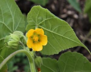 Velvetleaf flowers showing 5 fused sepals. (Photo by AgPest New Zealand)
