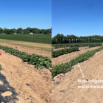 Figure 3. The unirrigated cantaloupe showed wilt symptoms in the afternoon. Watermelon did not show wilt symptoms, but overall vine coverage on the unirrigated bed was less compared to vine growth on the irrigated bed at SWAPC. Photos were taken on June 23.