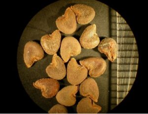 Velvetleaf seeds, 3mm long. (Photo by University of Missouri)