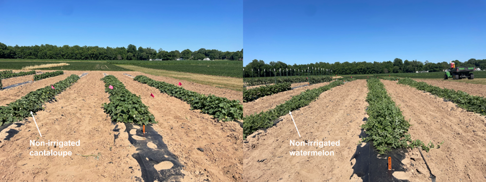 Figure 3. The unirrigated cantaloupe showed wilt symptoms in the afternoon. Watermelon did not show wilt symptoms, but overall vine coverage on the unirrigated bed was less compared to vine growth on the irrigated bed at SWAPC. Photos were taken on June 23. 