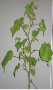  Velvetleaf can grow up to 1.5 meters tall and completely covered in soft hairs. (Photo by King county, WA)