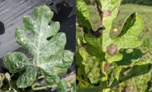 Contact herbicide damage on a watermelon leaf, on the left, causes a round, light colored lesion with little internal structure. The leaf with gummy stem blight, on the right, has expanded, dark lesions with clear ring-like structure.