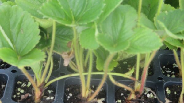 Is it Okay to Propagate Your Own Strawberry Plug Plants?  