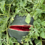 Figure 2. Watermelon fruit split.