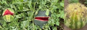 Figure 2. Watermelon fruit split. 