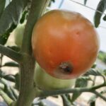 Figure 1. Tomato fruit showing BER symptom after it has reached the full size.