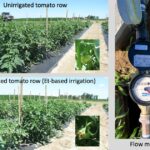 Figure 1. Unirrigated and irrigated tomatoes on July 12 in Pinney Purdue Ag Center irrigation demonstration (left) and flow meter installed in irrigation manifold (right).