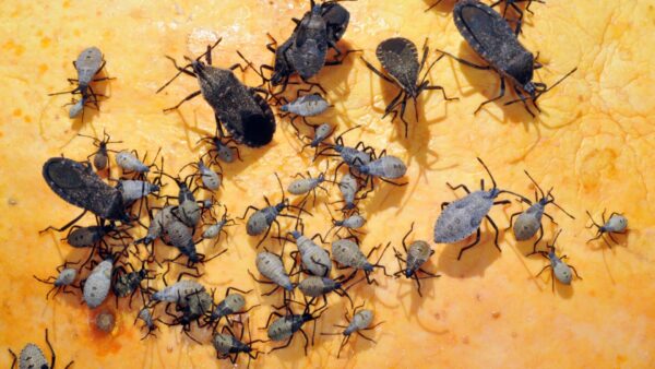 Late Season Pest Management in Pumpkins  