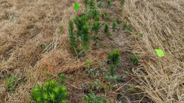 Cover Crop Demonstration Plots Show Weed Suppression Potential  