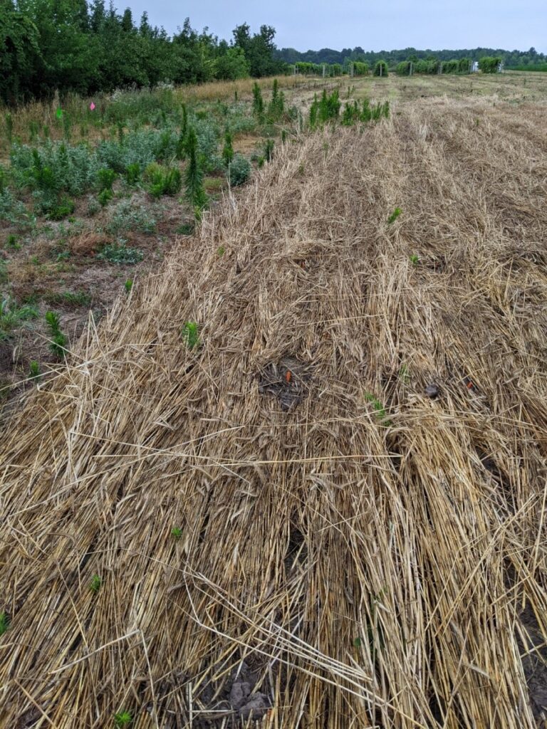 Cover Crop Demonstration Plots Show Weed Suppression Potential | Purdue ...